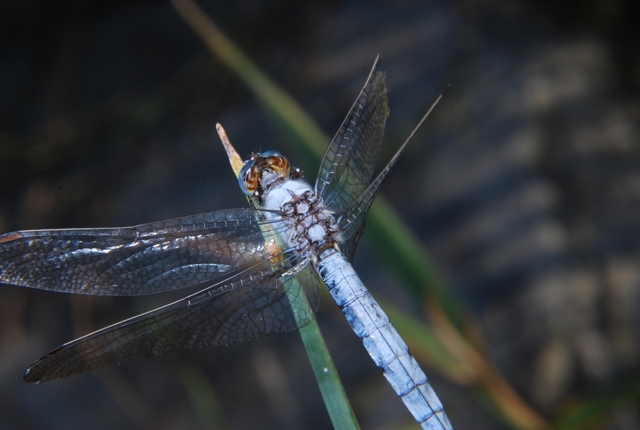 libellula - Orthetrum brunneum (maschio)